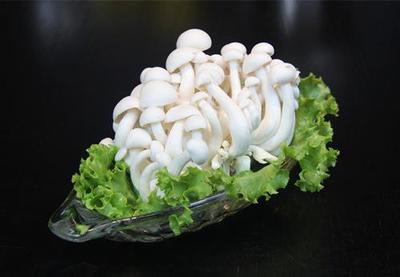 山東廣饒工廠化白玉菇 高科技農業典范，優質農產品遠銷海外