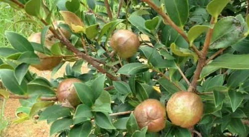 山茶油的雙重使命 從助農產品到寶寶皮膚守護者